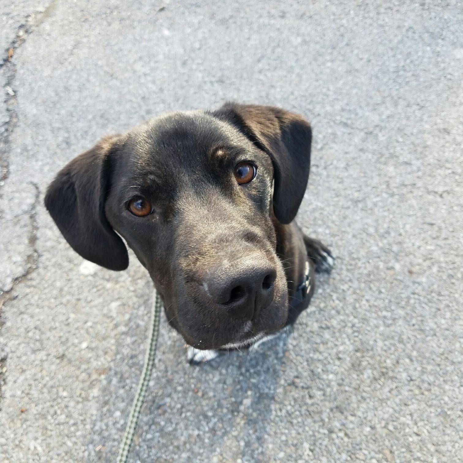 dog on a walk