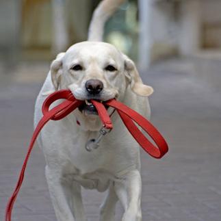 dog holding leash