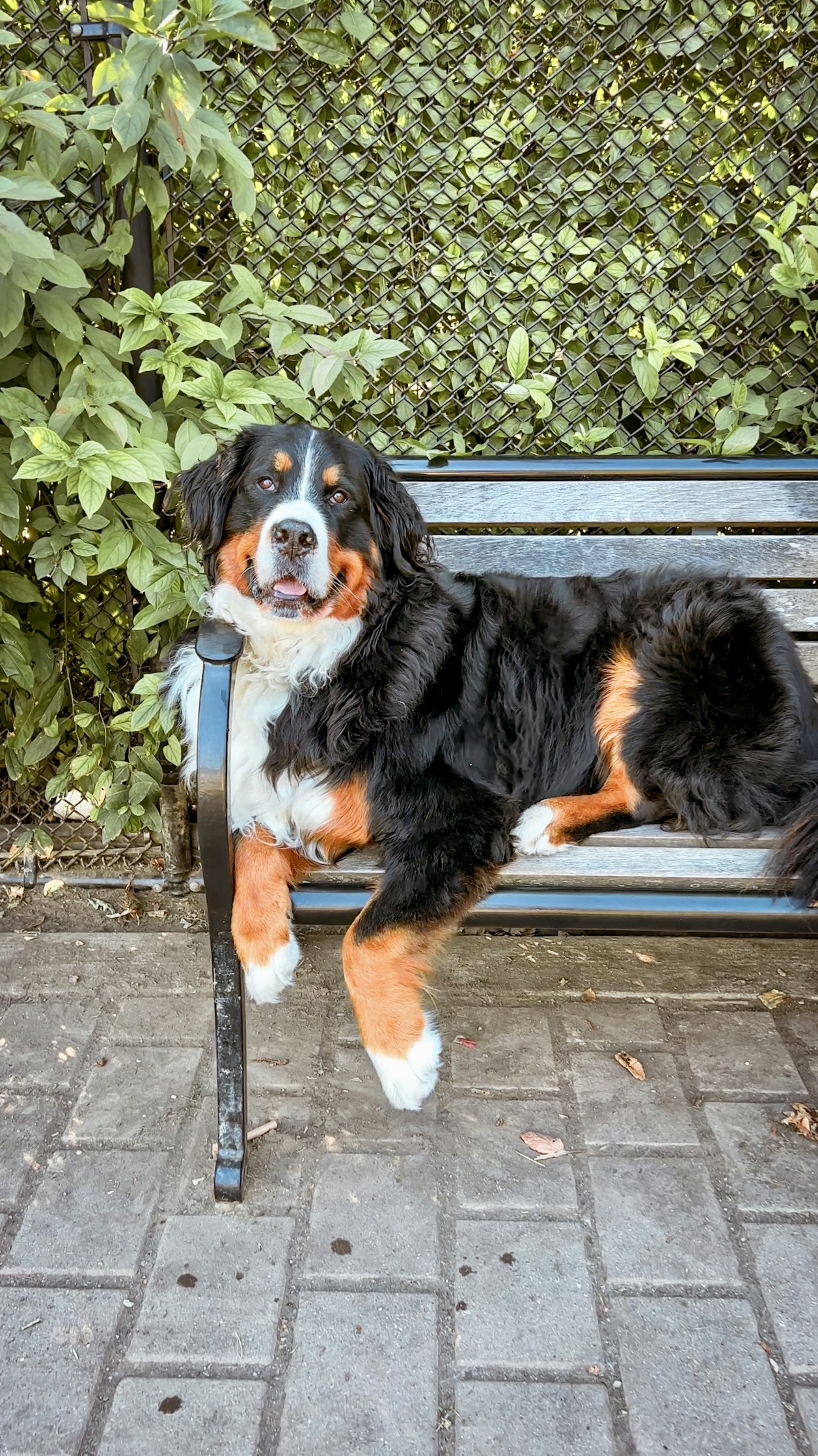 Walking a deaf dog