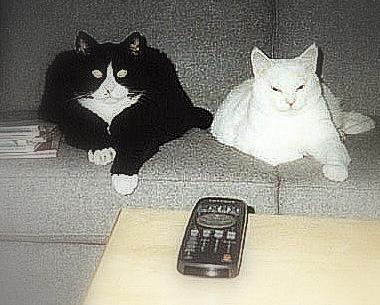 Cats watching TV