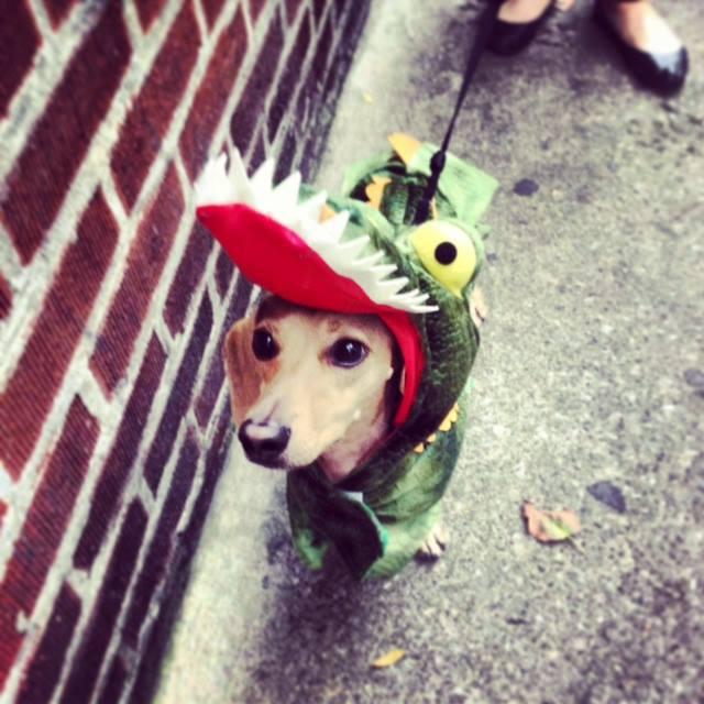 Dog in dinosaur costume