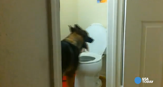 dog using toilet