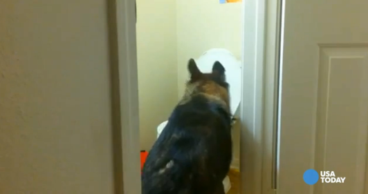 dog using toilet