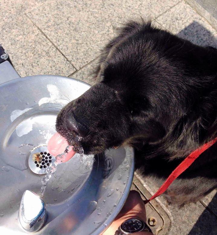Dog drinking from fountain