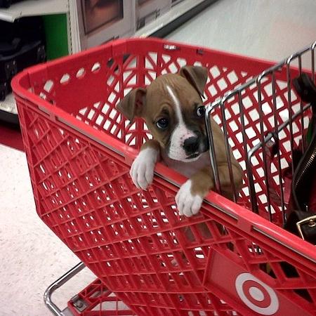 Shopping cart dog