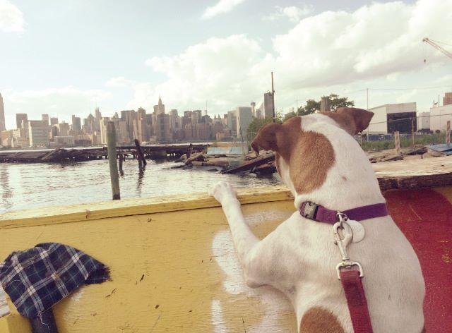 Pitbull looking over river