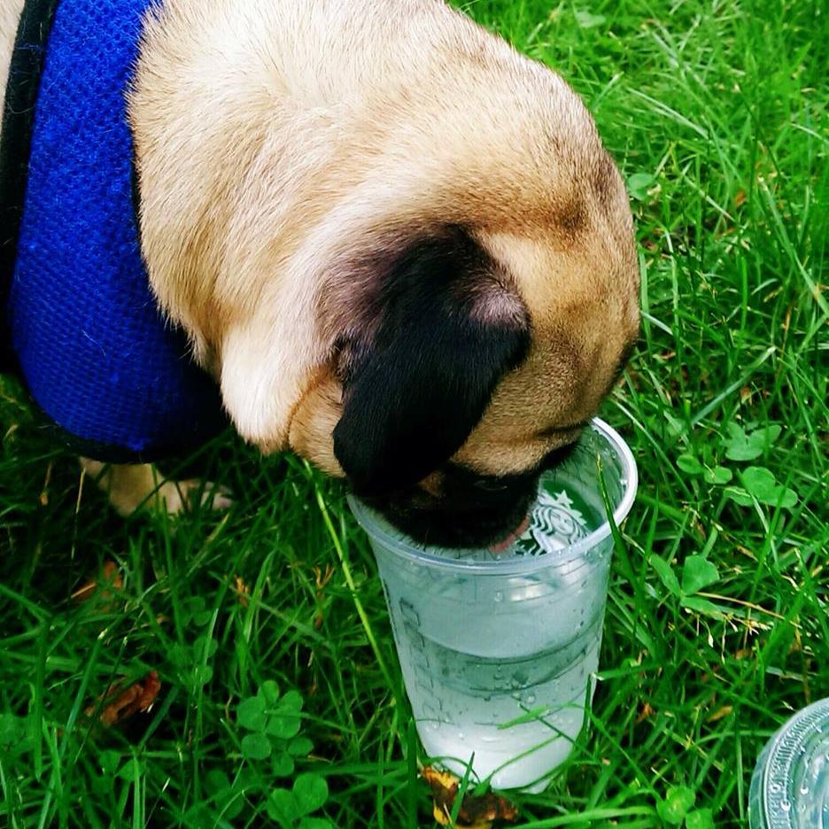 Thirsty Dog