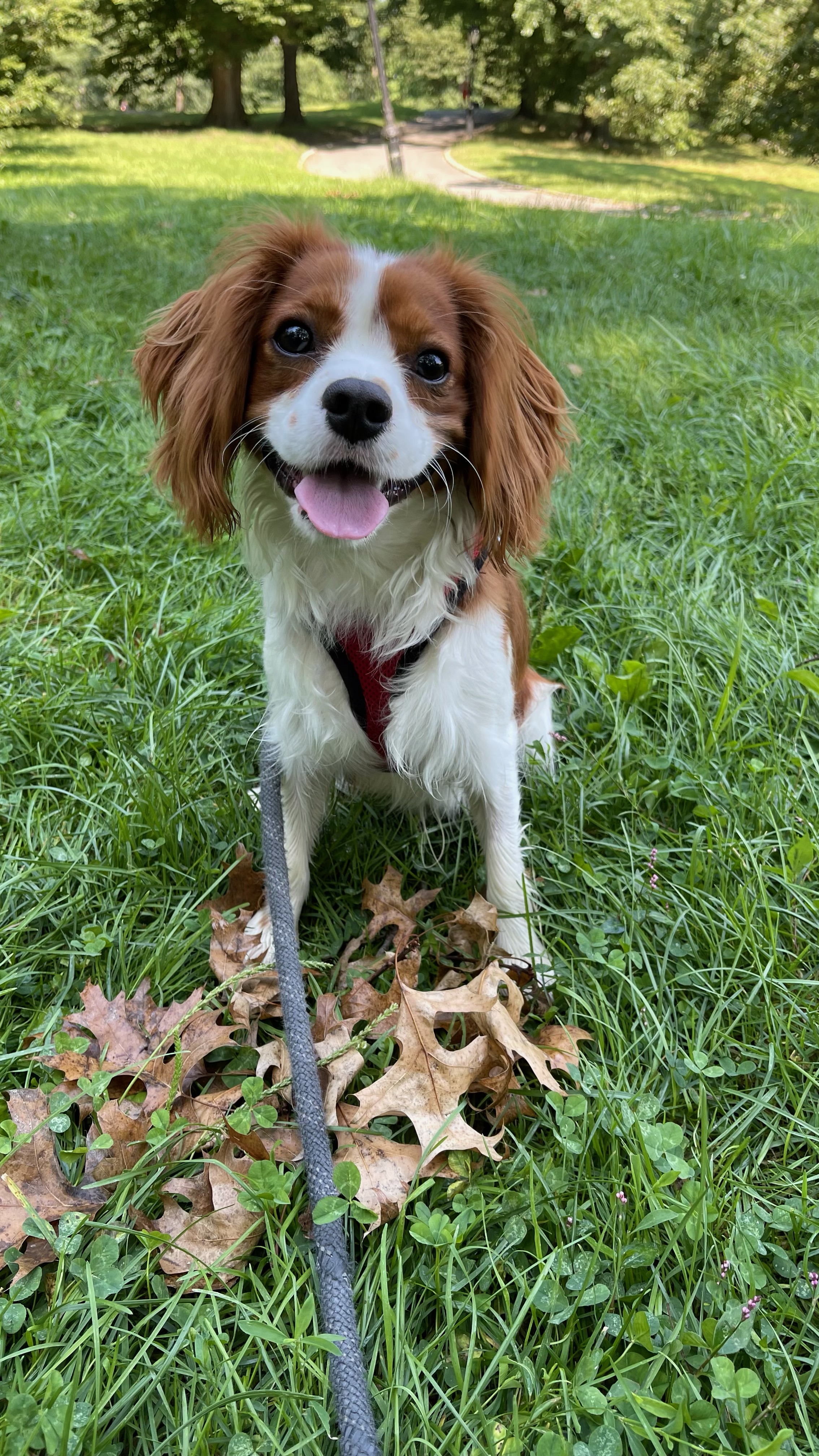 how long does a dog need to walk a day