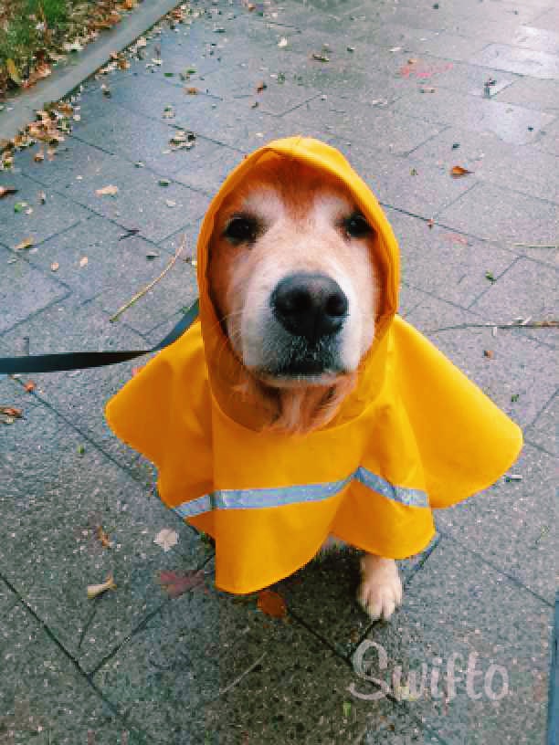 Walking your dog in the rain